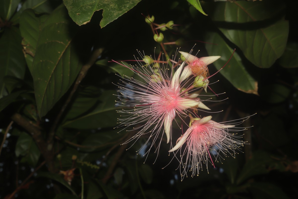 Barringtonia racemosa (L.) Spreng.